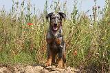 BEAUCERON - PUPPIES 001